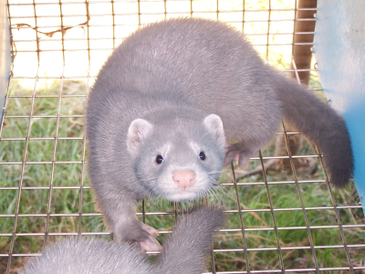 POPiS zdecydował o likwidacji branży futerkowej