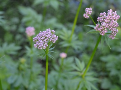 Kozłek lekarski – właściwości, krople walerianowe i inne przepisy