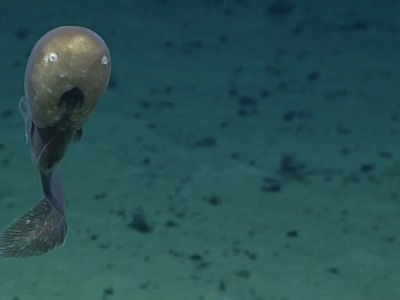 Osobliwy węgorz dostrzeżony po 150 latach. Tak wygląda życie 5 km pod wodą