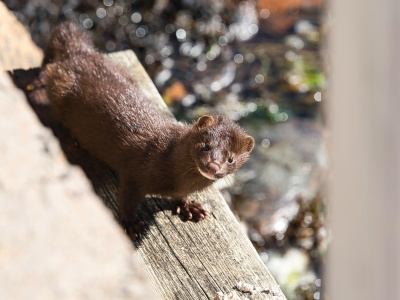 Sejm zakazuje hodowli zwierząt na futra – historyczna decyzja