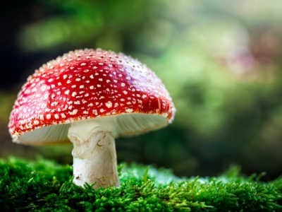 Toksykolodzy alarmują. Niebezpieczne eksperymenty z muchomorami