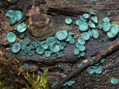 Wyjątkowy, niebieski grzyb rośnie w Polsce. Widzieli go tylko nieliczni