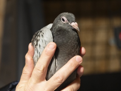 Gołąb najczęściej poradzi sobie sam