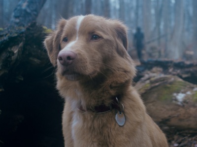 Oscara 2026 dostanie... pies? Do Akademii wpłynęła ciekawa petycja