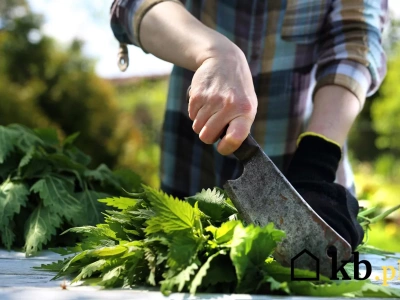 Gnojówka z pokrzyw na trawnik – przepis i dawkowanie krok po kroku