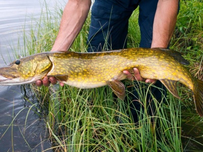 Badania rozwiewają mity wędkarzy! Jak naprawdę złowić szczupaka, okonia i karpia?