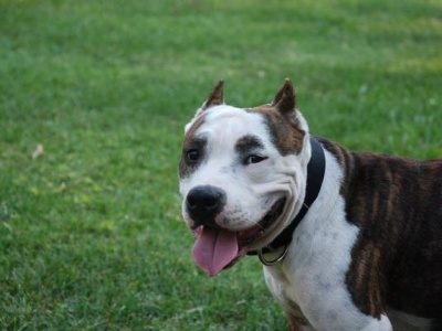 Dramat w stolicy. Agresywny pies zagryzł czworonoga i pogryzł jego właścicielkę