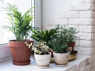 Chcesz mieć zdrowe i piękne kwiaty? Po prostu włóż to do doniczki