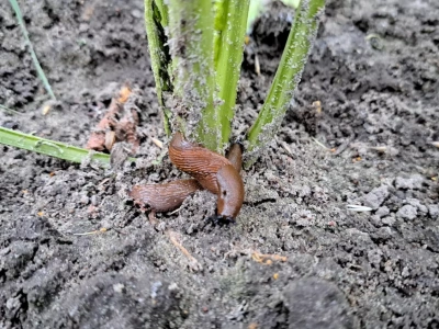 Uprawa bezorkowa i zagrożenie dla ozimin ze strony ślimaków