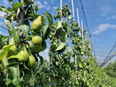 Od Warki po Białą Rawską – gdzie przybywa nowych sadów gruszowych?