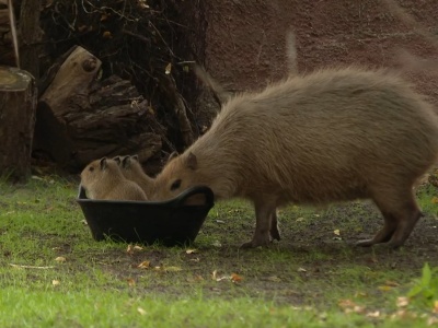 Poruszenie w polskim zoo. Na świat przyszły urocze stworzenia