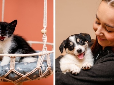 Galeria pod psem i kotem  (Odc.385)