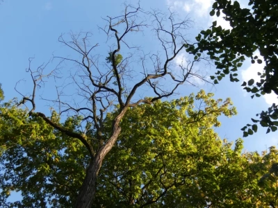 Co dzieje się z drzewami w Parku Zielona?