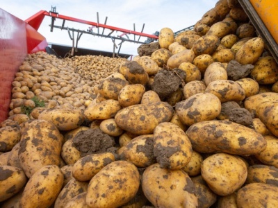 Jak przygotować stanowisko pod uprawę ziemniaka? Oto trzy różne strategie