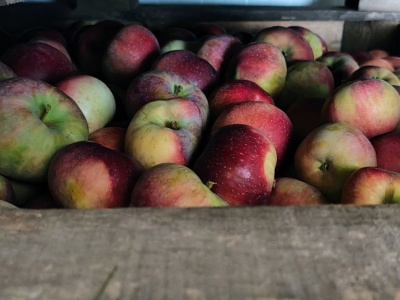 Ceny jabłek przemysłowych na skupie rozczarowują. Sadownicy liczyli na więcej