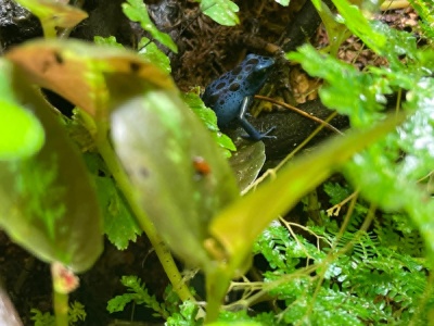 Ponad 200 pytonów i 30 węży boa. Coraz więcej tarnowian chce hodować zwierzęta egzotyczne