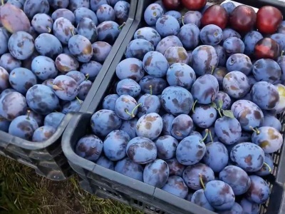 Fachowy sposób na przechowywanie śliwek. Przyda ci się mąka