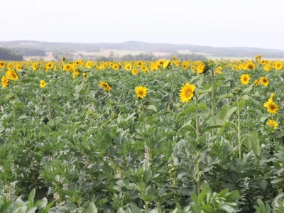 Koszty i opłacalność uprawy słonecznika
