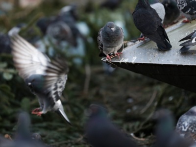 Gołębie w Polsce mają nowy, zaskakujący zwyczaj. 