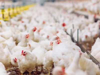 Eksperci łączą siły. Powstało Polskie Stowarzyszenie Bioasekuracji