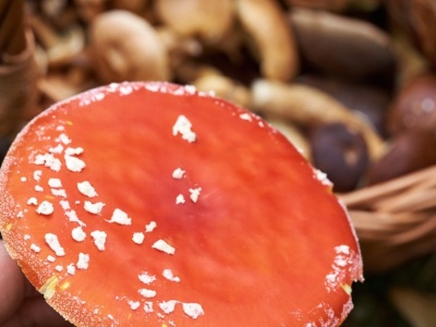 Muchomor na talerzu? Śmiertelnie groźny trend w sieci