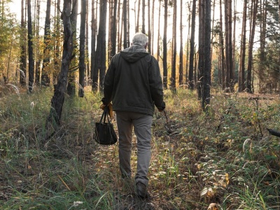 Niecodzienne spotkanie w lesie. To jedyny jadowity gatunek w Polsce