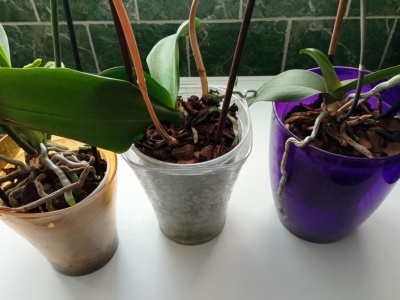 Małe muszki kręcą się koło storczyka? Zacznij działać, zanim będzie za późno