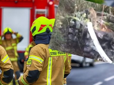 Pies i lis w pięciometrowej studni. 