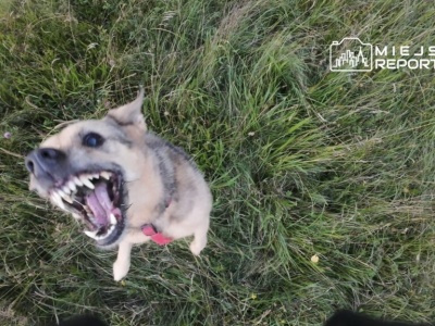 Pies wydostał się z posesji i zaatakował. Leoś nie żyje