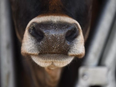 Choroba niebieskiego języka uderza. Nowe ognisko po raz pierwszy w tym województwie