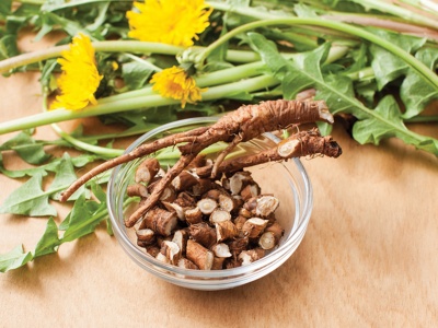 Korzeń mniszka na pomoc wątrobie – przepisy zielarskie