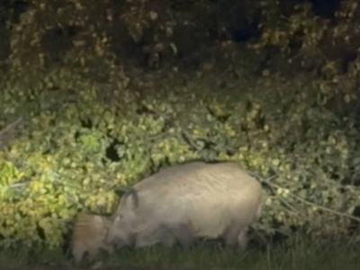 Dziki w centrum Brzezinki. „Wyskoczyły nam przed maskę, nie boją się ludzi ani samochodów”