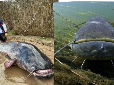 Polacy pobili rekord świata. Z zalewu wyłowili największego potwora