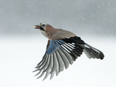 Przepiękny polski ptak zaczął latać tam i z powrotem. Co się dzieje?