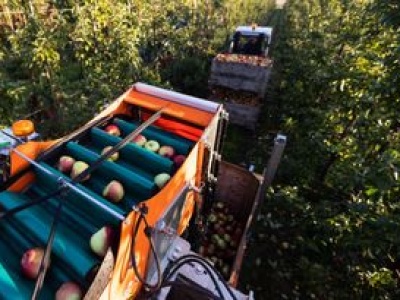 Rewolucja w polskich sadach. Oto jak zbiera się teraz jabłka