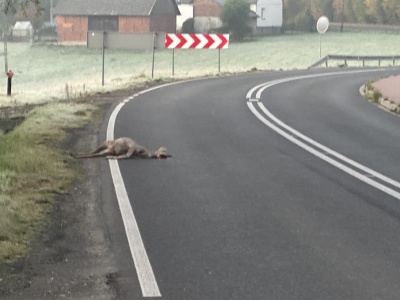 Potrącona sarna na jezdni. Nidek