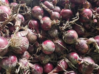 Cebula prosto z pola za grosze! Rolnik zaprasza na samozbiór i apeluje do mieszkańców