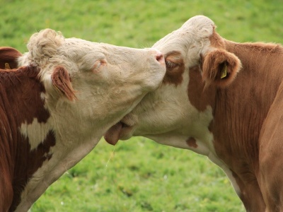 Polska wśród liderów bioasekuracji – kluczowe spotkanie GLW