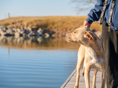 Właściciele psów i kotów będą mieć nowy obowiązek. Poniosą dodatkowe koszty  