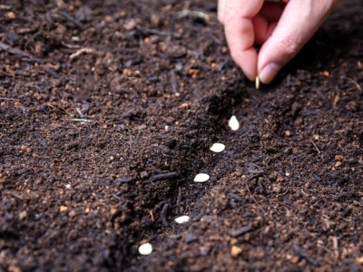 Wysiej te warzywa w październiku. Przyspieszysz zbiory nawet o miesiąc
