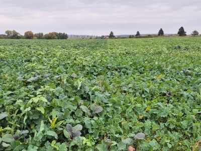 Wystartowały nowe nabory wniosków dla rolników — kto skorzysta?