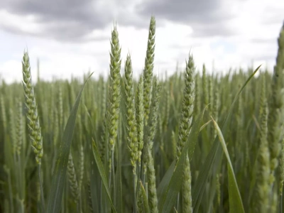 ARiMR: „Liczmy na mniej niejasności w kolejnych kontrolach” – trwa wypłata zaliczek