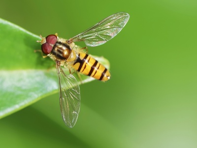 EKOploty - jak pomagać owadom? Adrianna Lehmann o hotelikach dla bzygowatych