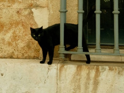 Hiszpania: Zakaz adopcji czarnych kotów. W tle 