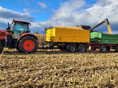 Po ile kukurydza w skupie? Aktualne stawki w województwach i perspektywy