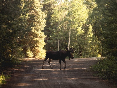Nocne zderzenie z łosiem pod Tuchowem. Sekundy, które mogły skończyć się tragedią