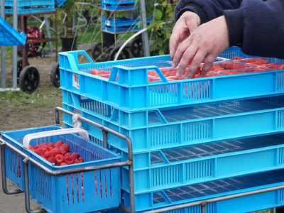 Ukraina traci, inni zyskują. Import malin w nowym układzie