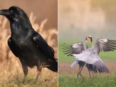 Żurawie i kruki pustoszą pola. Ministerstwo zapowiada odszkodowania dla rolników