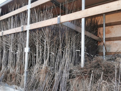 Pierwsze drzewka na rynku. Jakie są wyjściowe stawki?