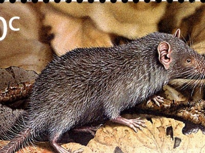 Wymarł jedyny taki australijski ssak. Zniknął cały rodzaj